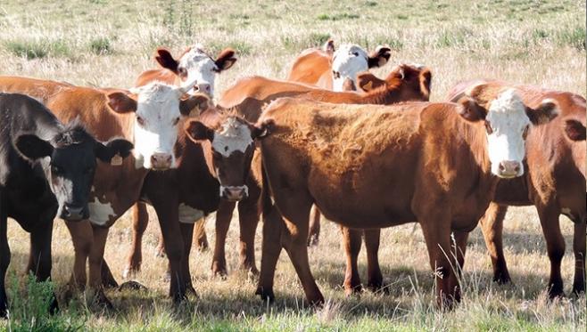 En la ganadería "el manejo, carga adecuada y suplementación fueron clave en el invierno"